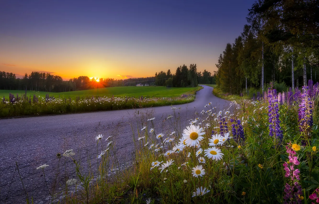 Photo wallpaper road, sunset, flowers