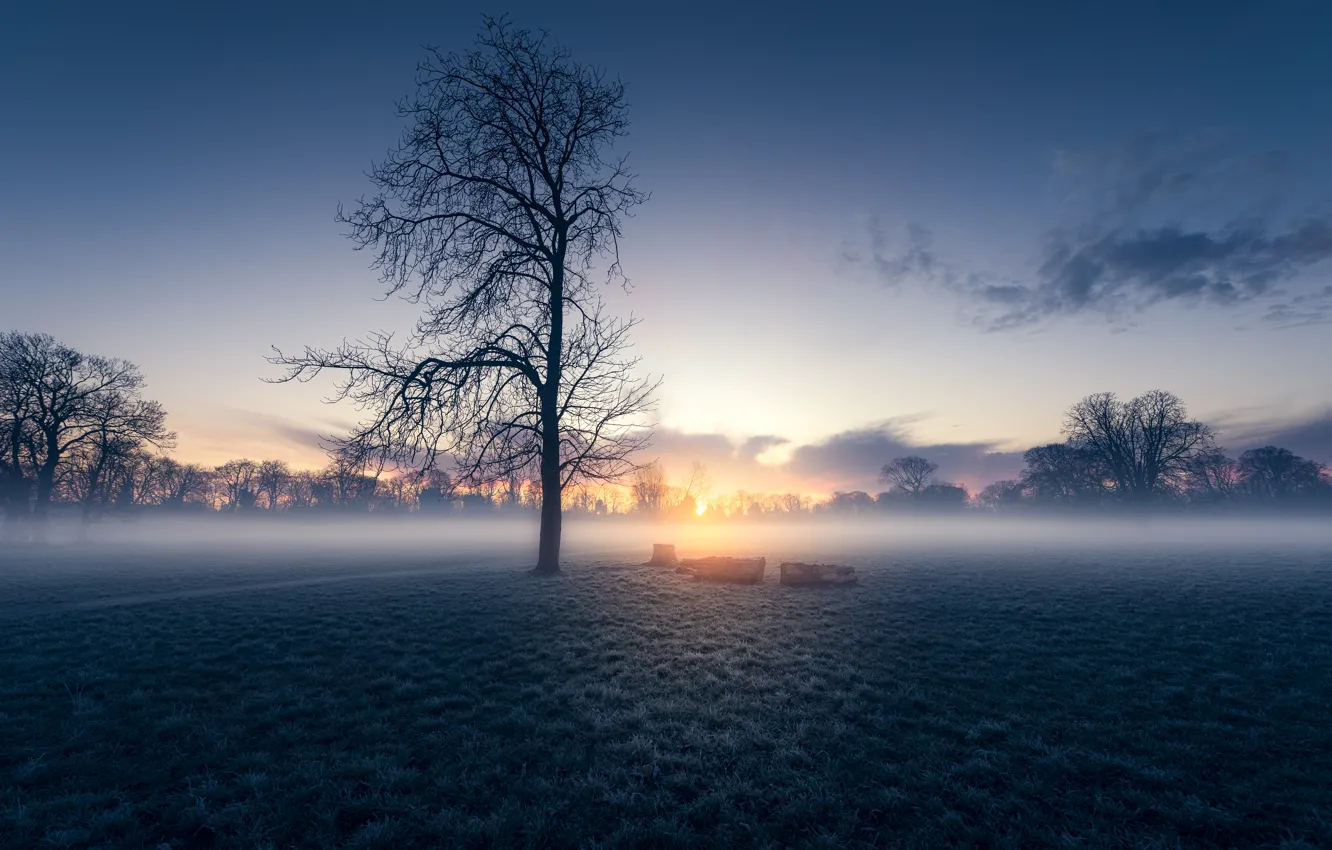 Photo wallpaper field, morning, fog, sunrise, dawn, London, England, Morden Hall Park