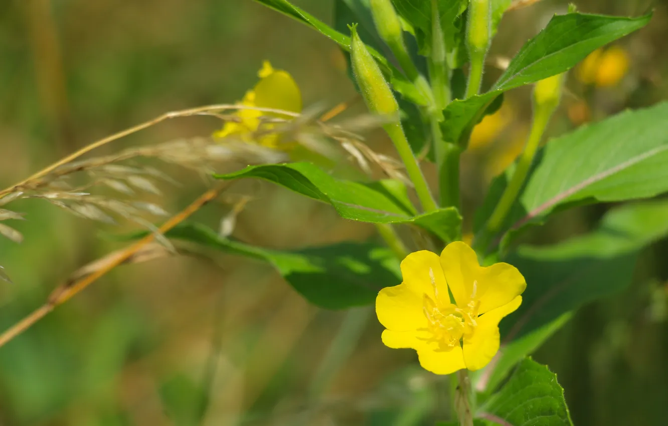 Photo wallpaper flower, yellow, meadow