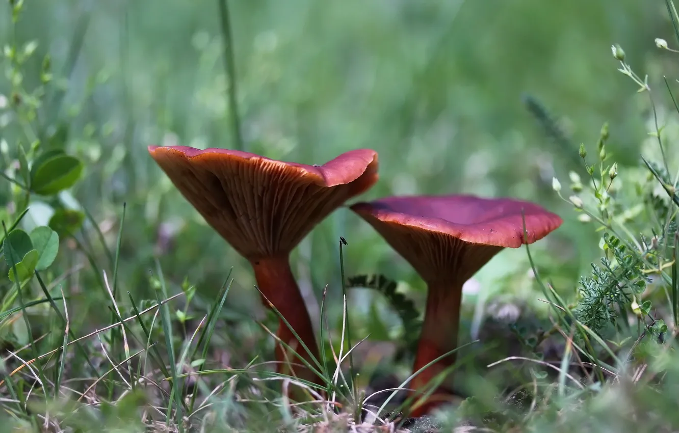 Photo wallpaper greens, fly, background, mushrooms, weed
