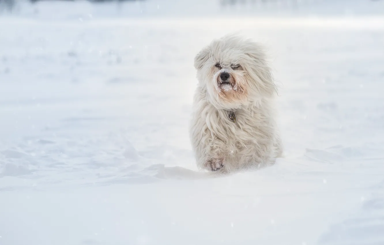 Photo wallpaper winter, snow, dog, The Havanese