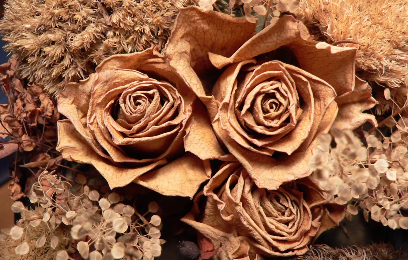 Photo wallpaper Roses, Roses, herbarium, Herbarium