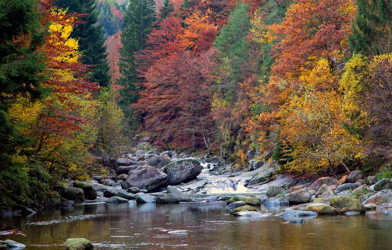 Photo wallpaper autumn, forest, trees, mountains, river, stream, stones