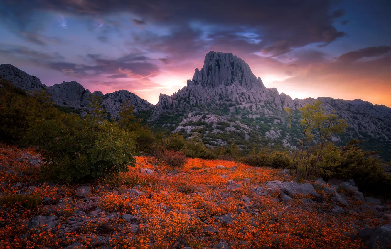 Photo wallpaper flowers, mountains, nature
