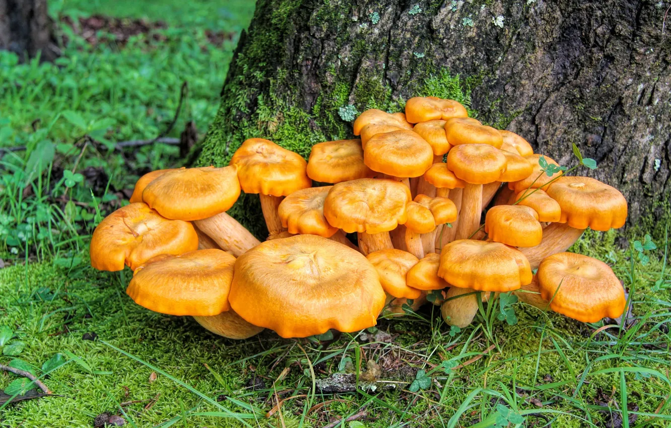 Photo wallpaper nature, glade, mushrooms, family