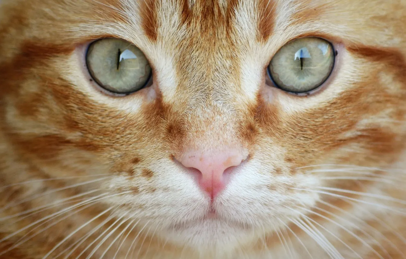 Photo wallpaper cat, eyes, cat, look, close-up, red, muzzle, cat