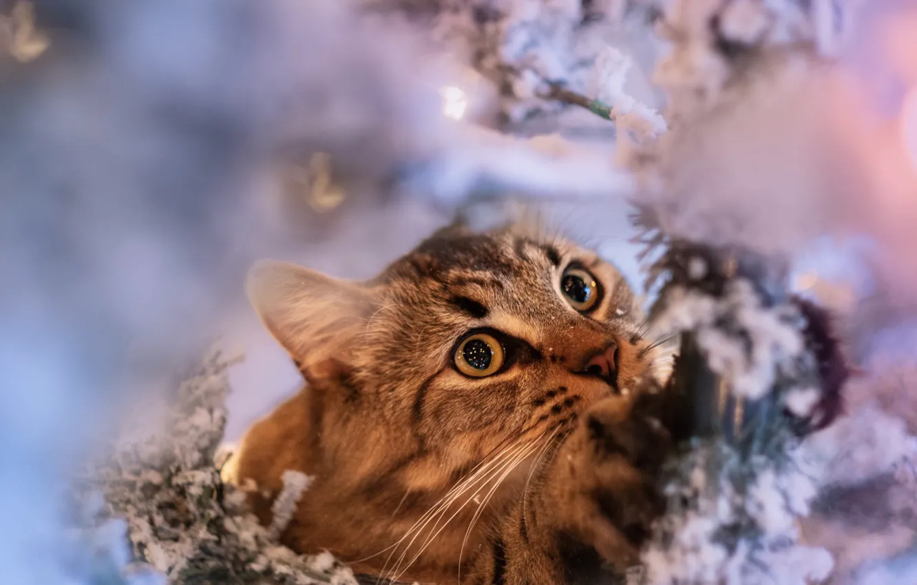 Photo wallpaper portrait, look, cat, snow, winter, striped, bokeh, needles