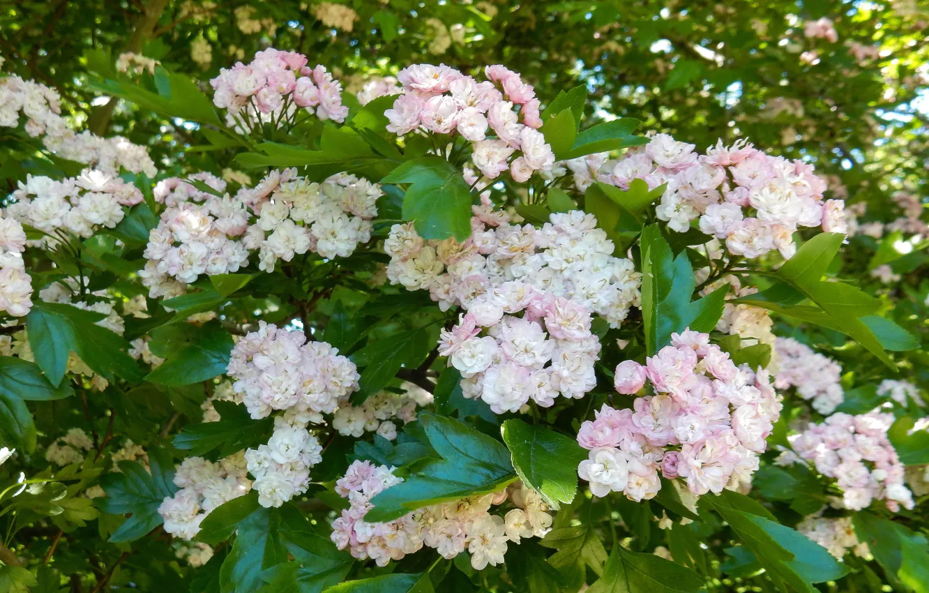 Photo wallpaper summer, flowers, the bushes, widescreen, beautiful, background, фон background, the Wallpapers