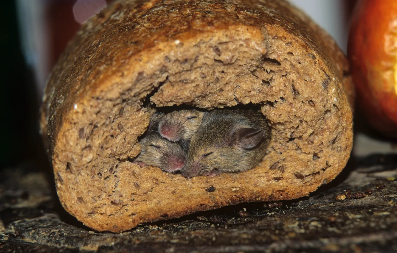 Photo wallpaper Nora, bread, mouse