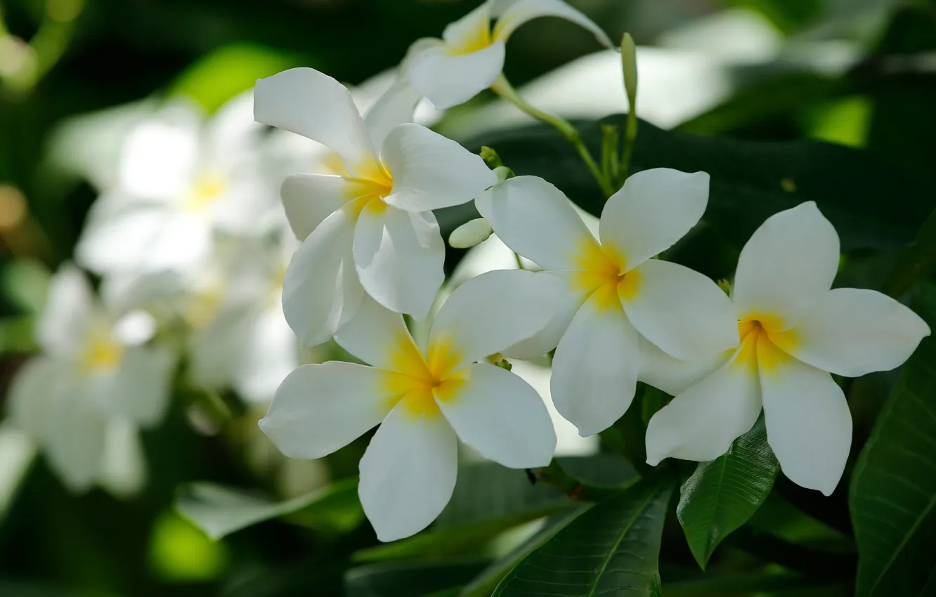 Photo wallpaper white, macro, petals, plumeria