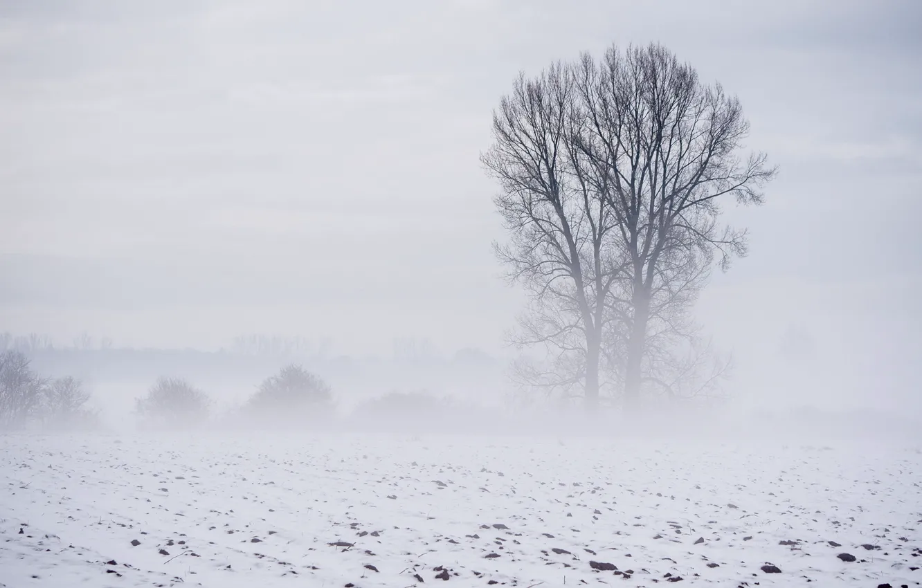 Photo wallpaper field, landscape, fog
