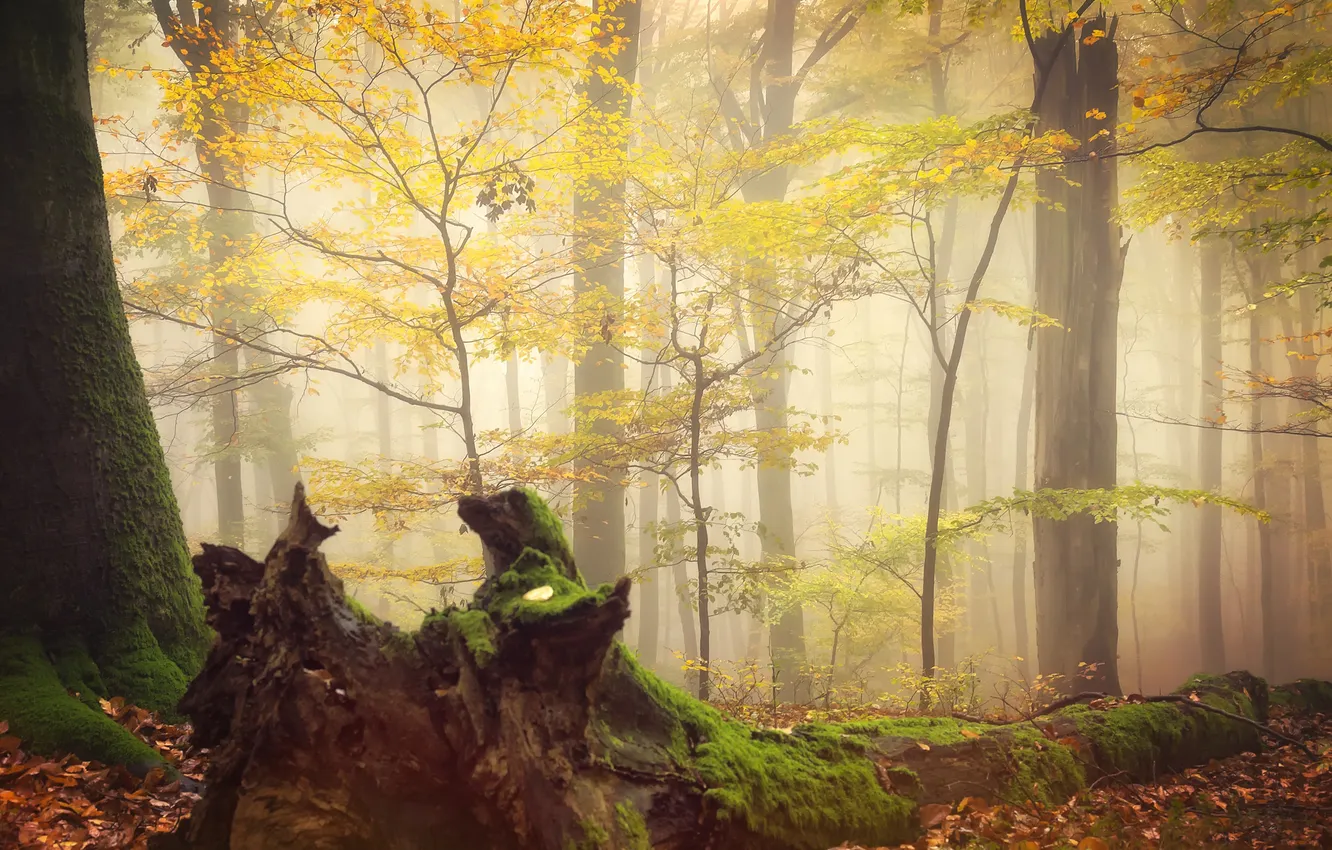 Photo wallpaper autumn, forest, trees, branches, nature, fog, foliage, stump