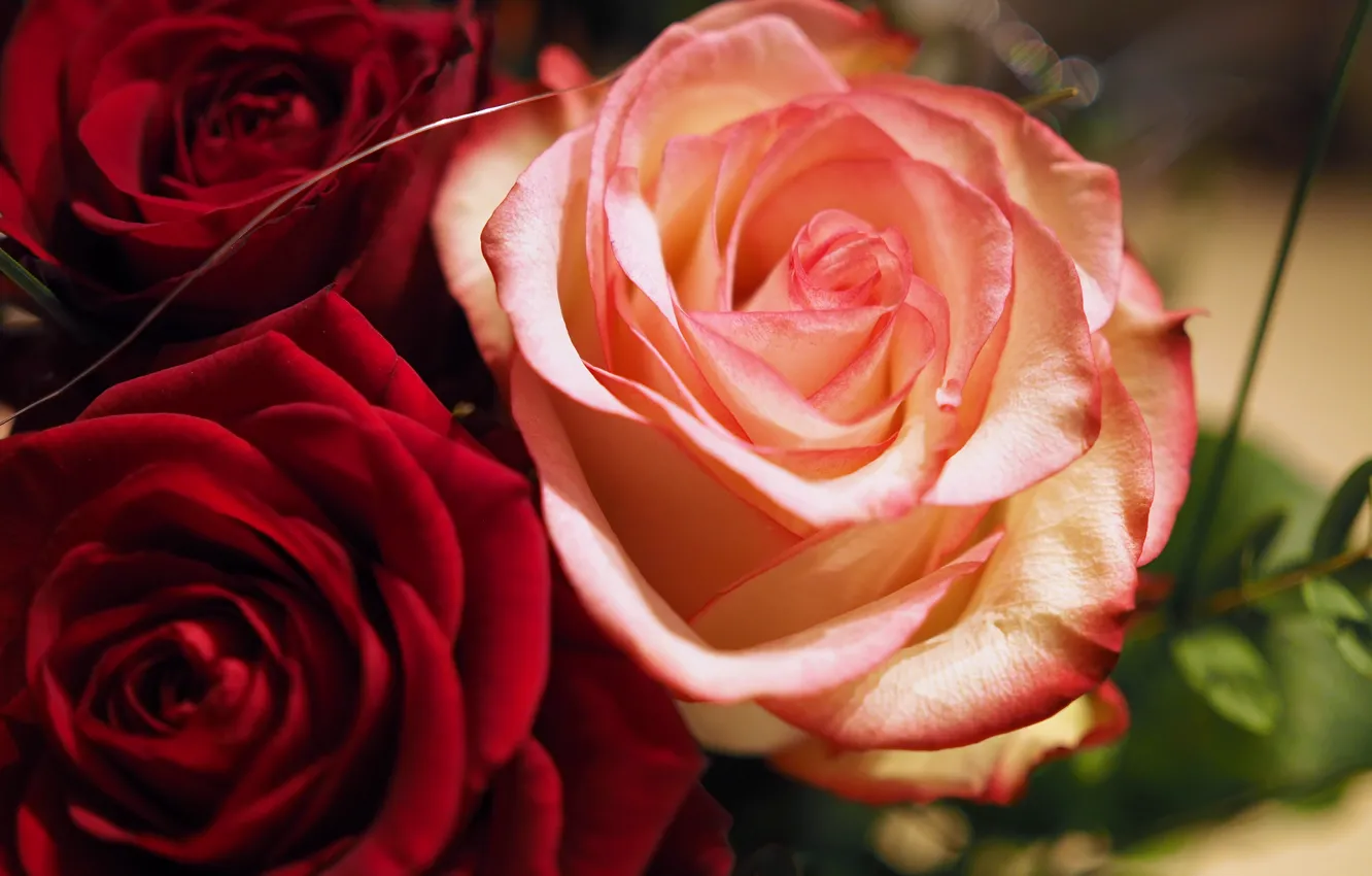 Photo wallpaper roses, colors, roses