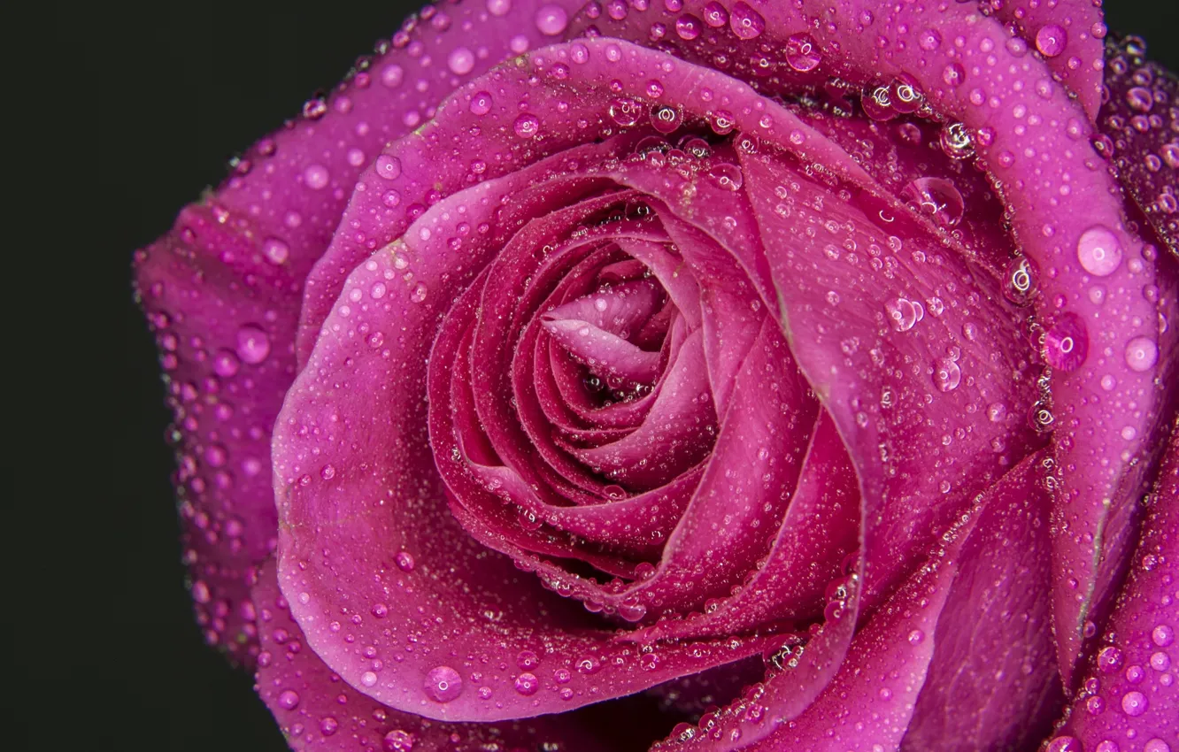 Photo wallpaper drops, macro, rose, petals