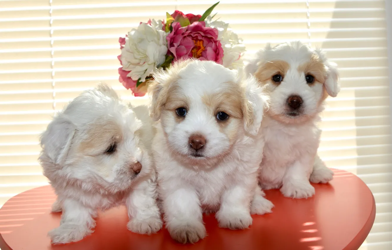 Photo wallpaper dogs, flowers, background, bouquet, window, puppies, small, puppy