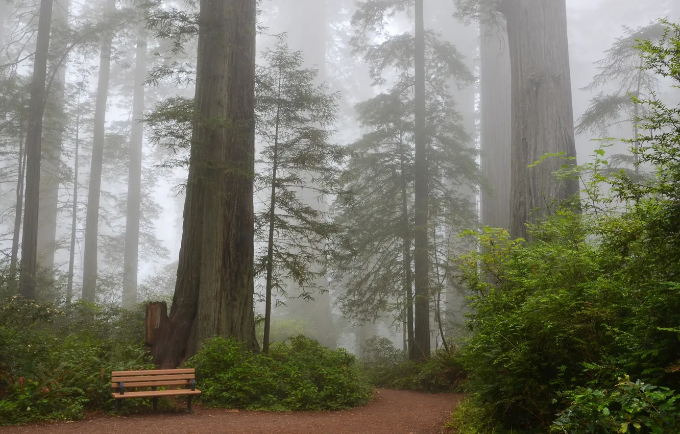 Photo wallpaper forest, trees, bench, fog, Park, CA, track, USA