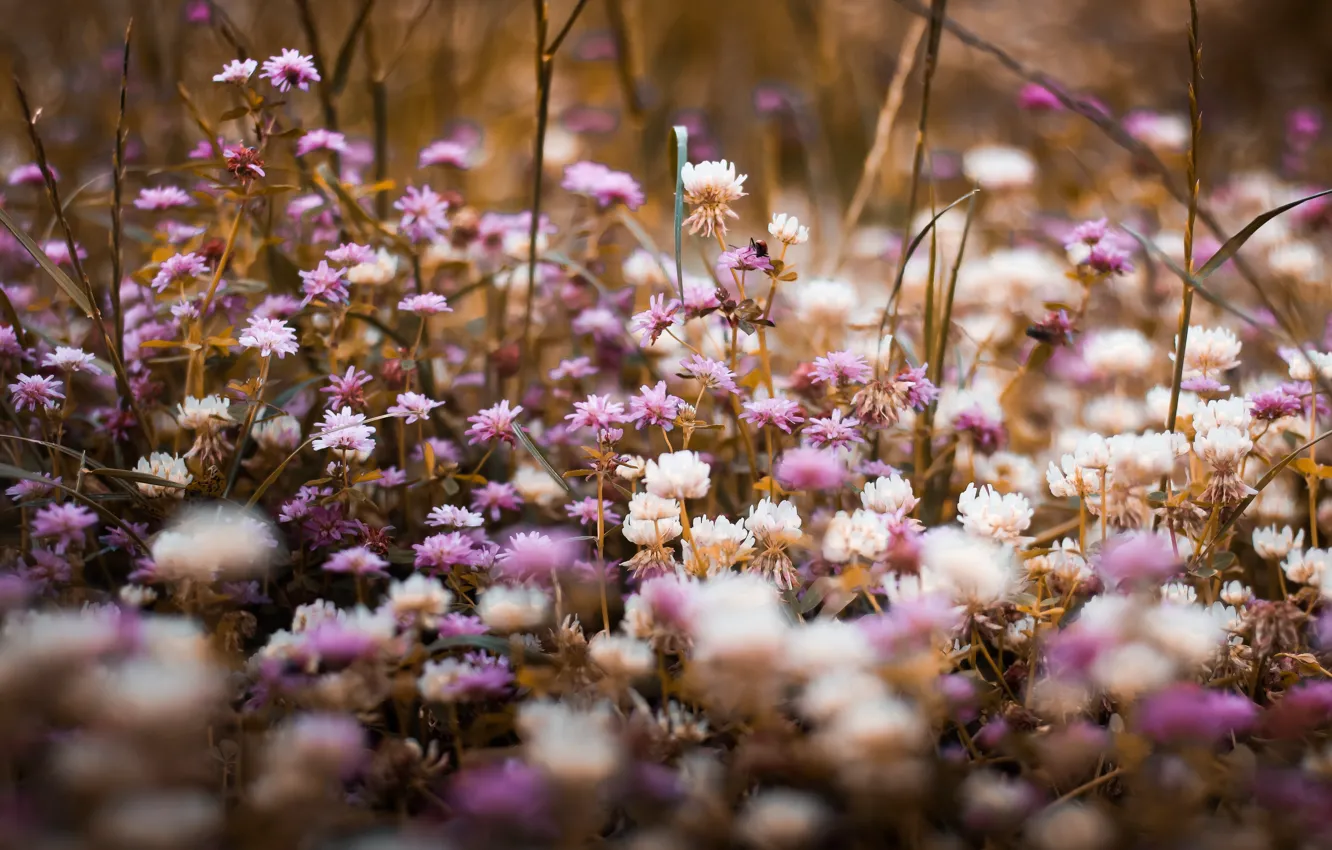 Photo wallpaper flowers, plant, flower, close-up, flowers, color, flora, plant