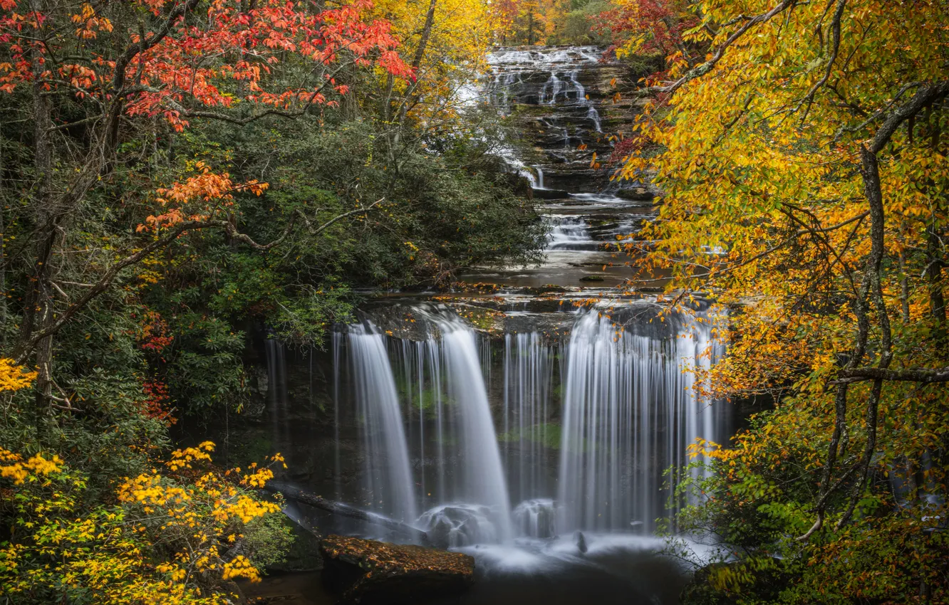 Photo wallpaper autumn, forest, trees, branches, stones, rocks, thickets, branch
