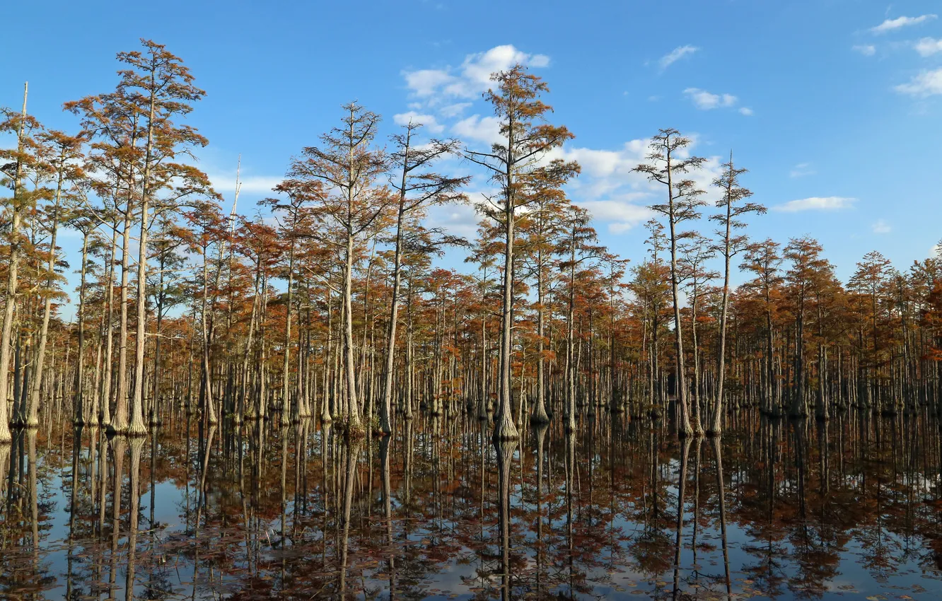 Photo wallpaper forest, the sky, water, trees