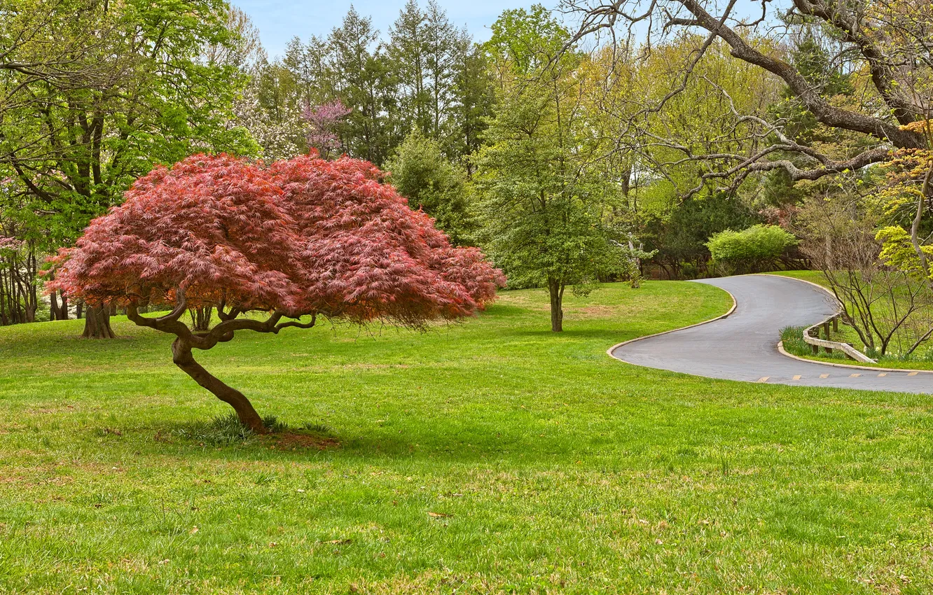 Photo wallpaper road, autumn, leaves, trees, Park, alley
