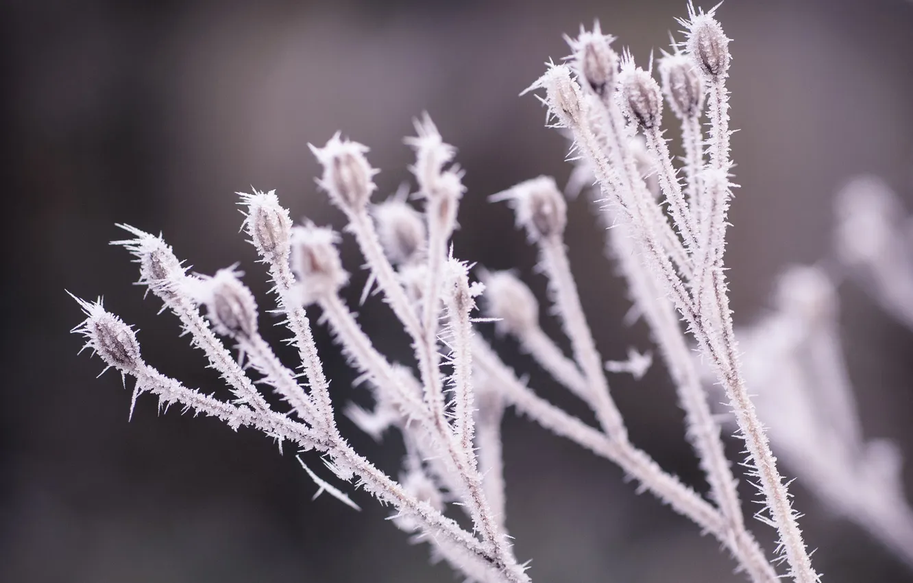 Photo wallpaper cold, winter, frost, grass, snow, dry, twigs