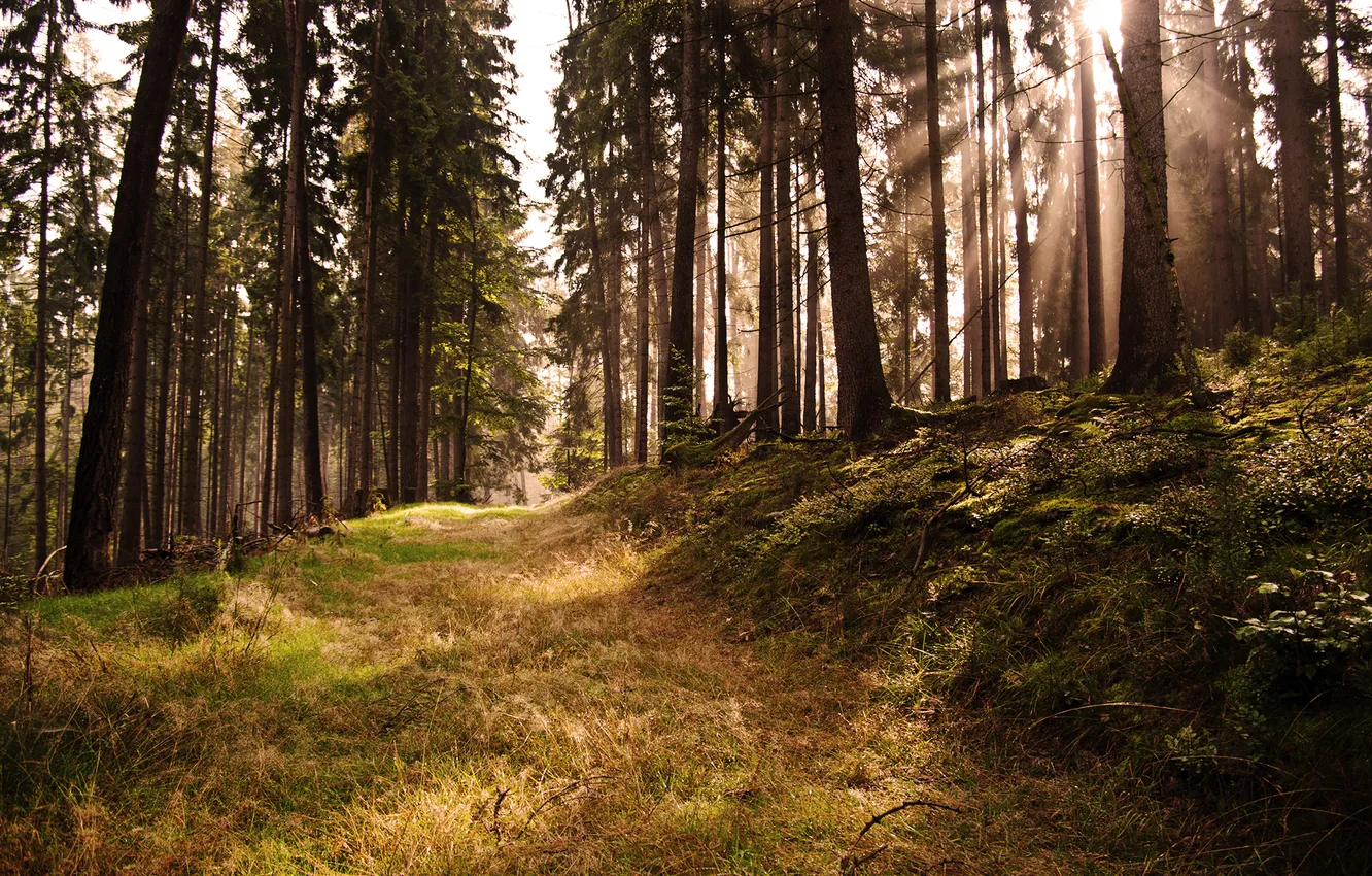 Photo wallpaper forest, light, zombies on parade