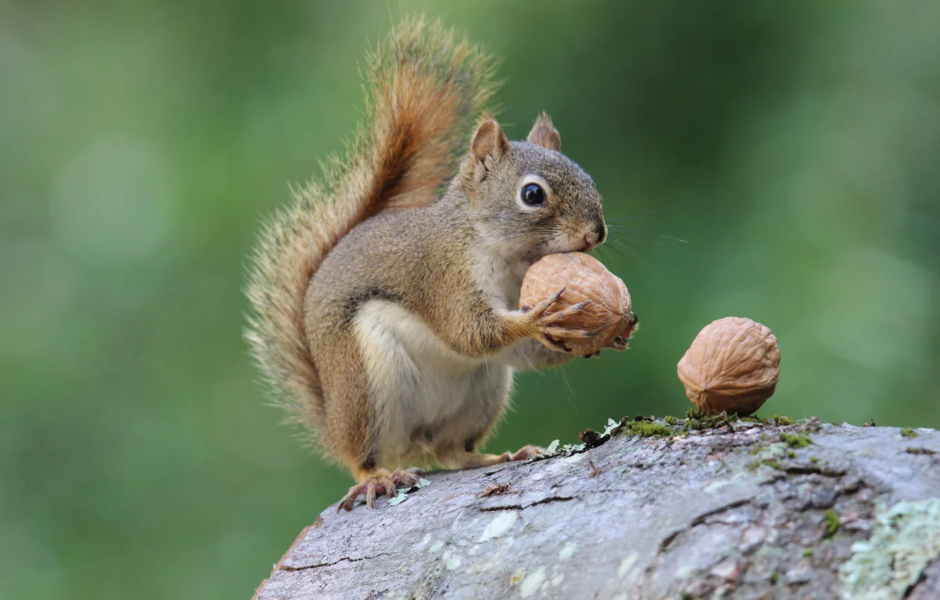 Photo wallpaper look, grey, protein, log, nuts, face, green background, walnut