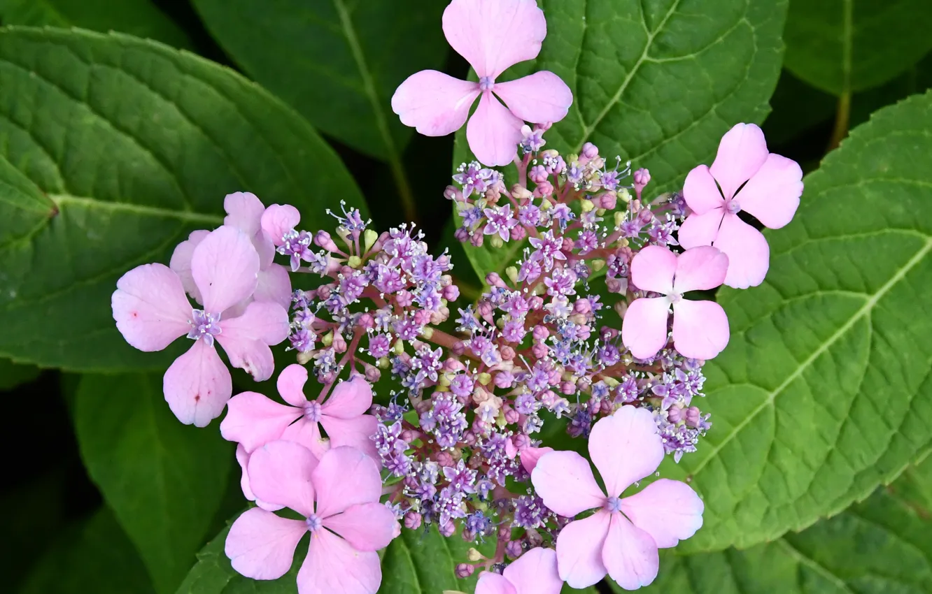 Photo wallpaper Germany, Garden, Flower