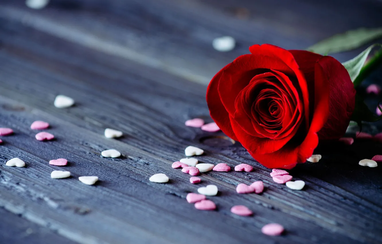 Photo wallpaper flower, flowers, background, widescreen, Wallpaper, romance, rose, petals