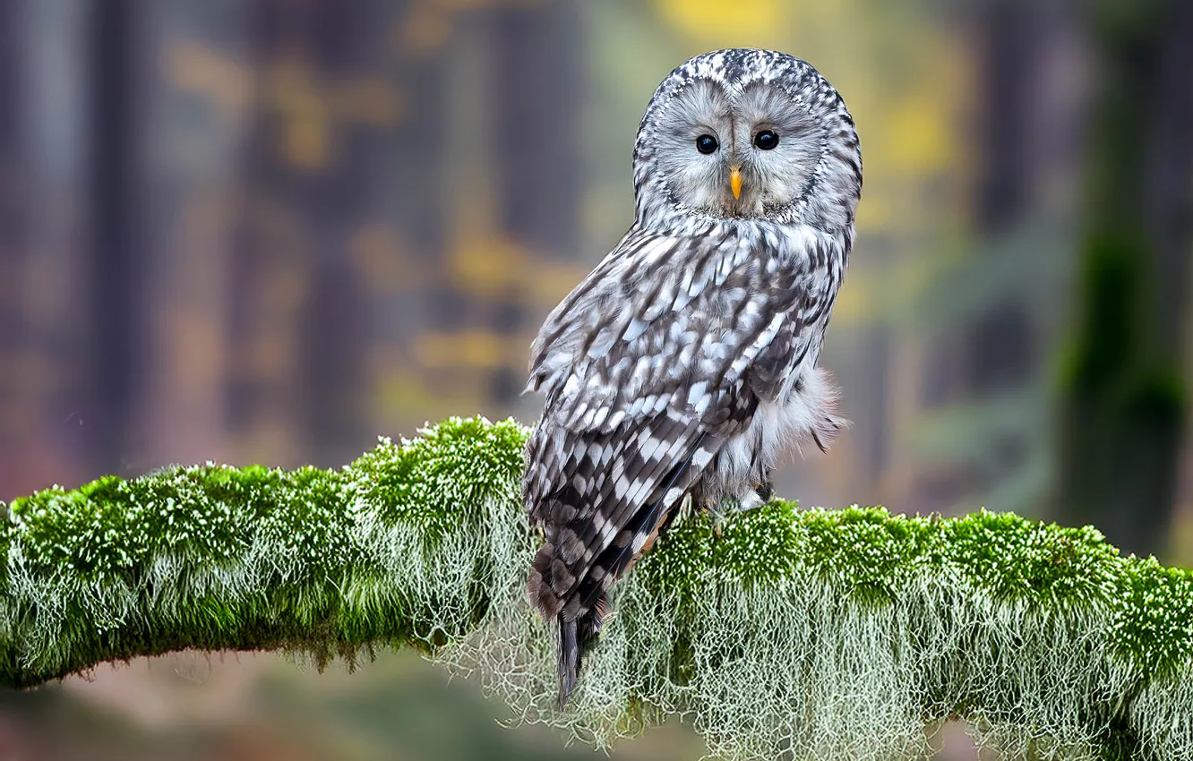 Photo wallpaper owl, bird, The Ural owl