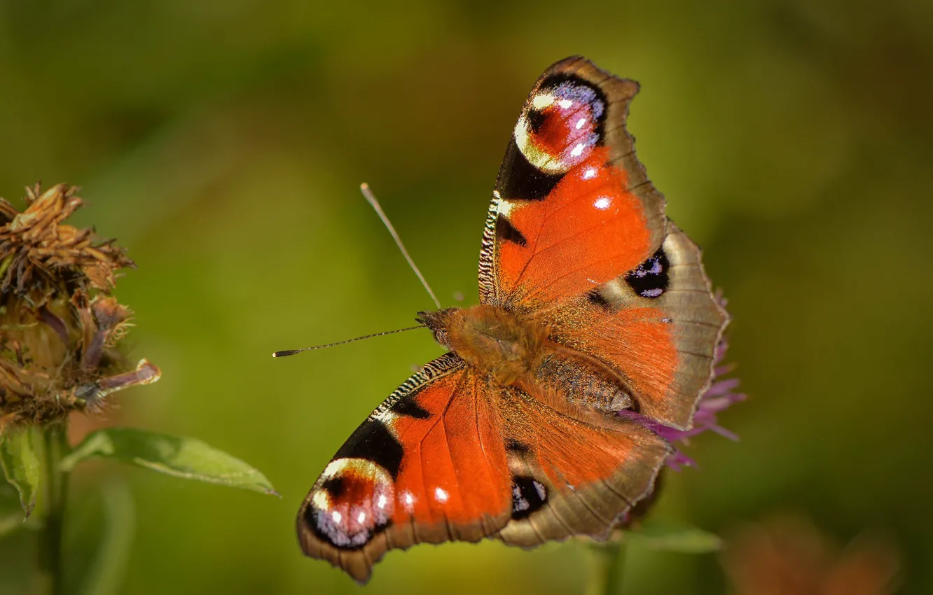 Wallpaper background, butterfly, leaves for mobile and desktop, section ...