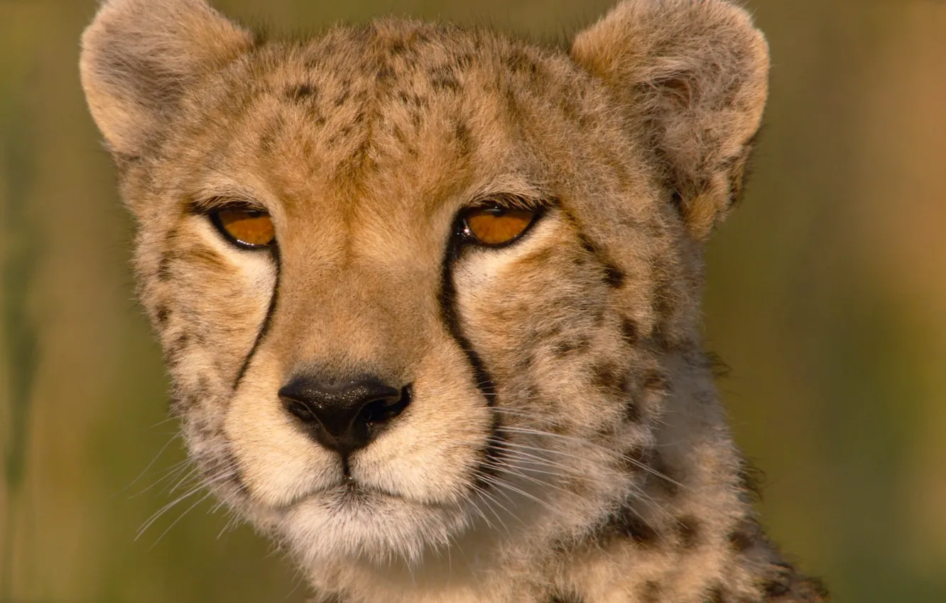 Photo wallpaper eyes, close-up, Cheetah, Savannah