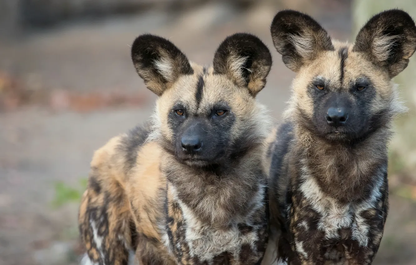 Photo wallpaper look, face, background, two, portrait, dog, pair, puppy