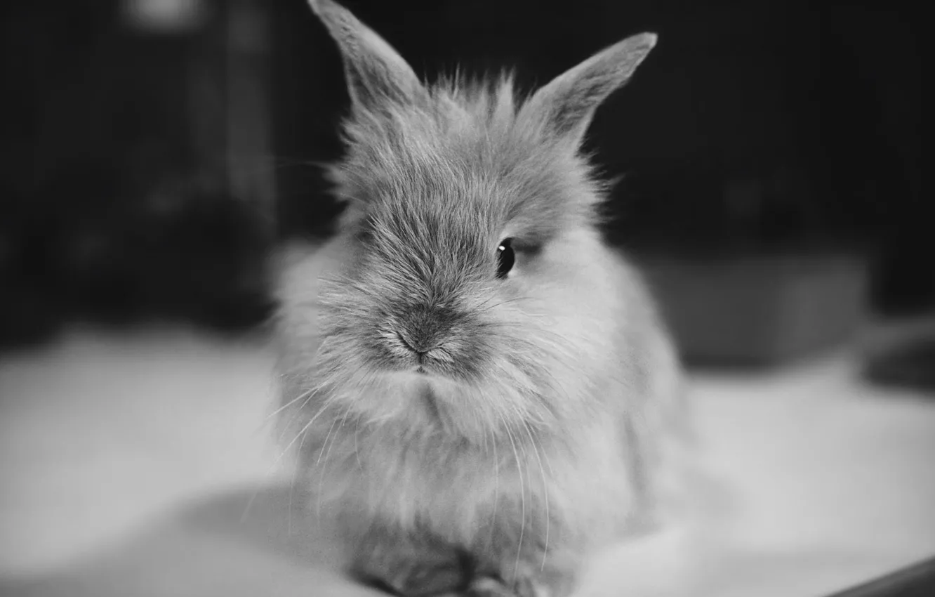 Photo wallpaper animal, rabbit, ears