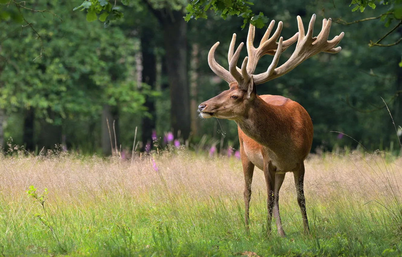 Photo wallpaper greens, forest, summer, grass, look, trees, glade, foliage