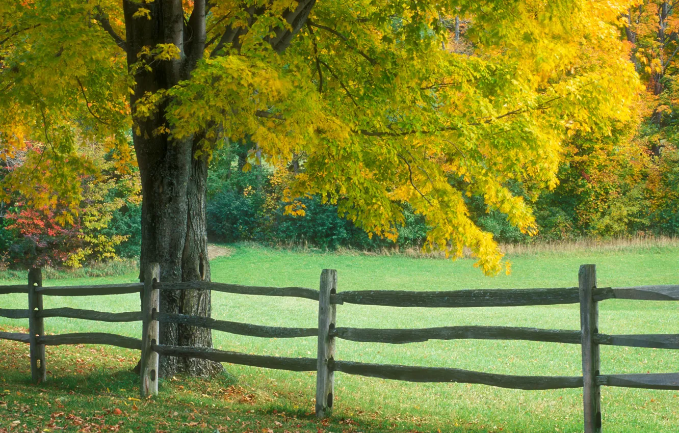 Photo wallpaper tree, the fence, Autumn