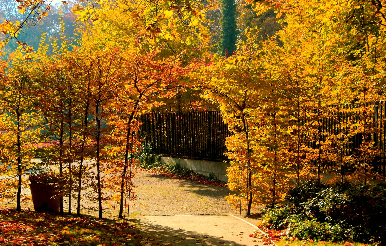 Photo wallpaper park, autumn, tree, alley, fall