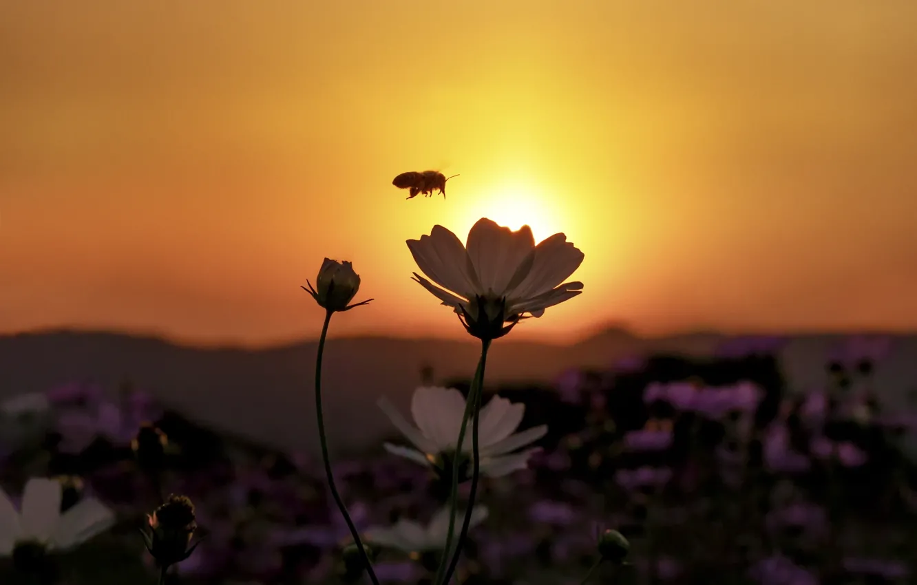 Photo wallpaper flower, sunset, bee, field of flowers, orange sky
