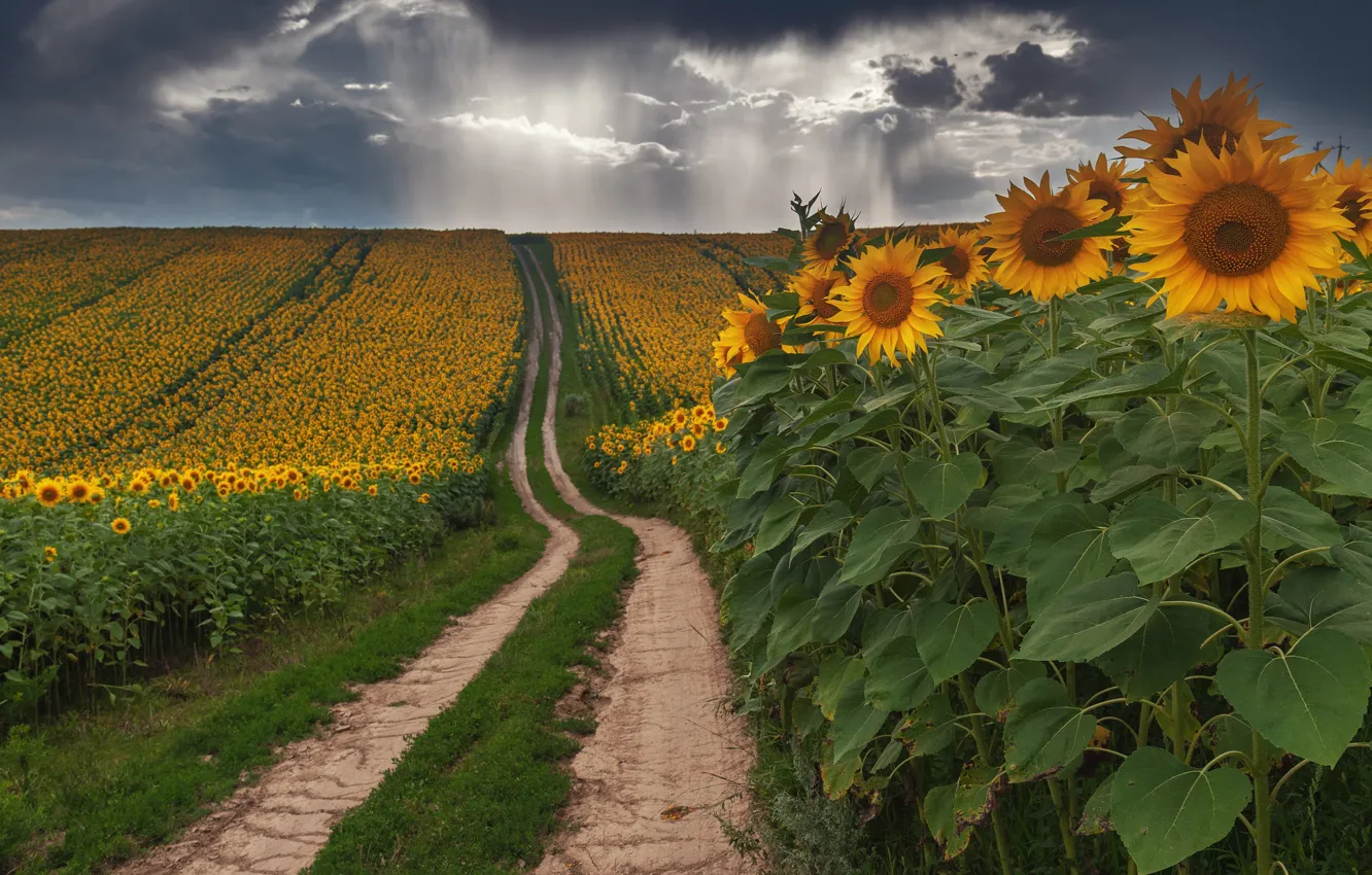 Photo wallpaper road, field, sunflowers, flowers
