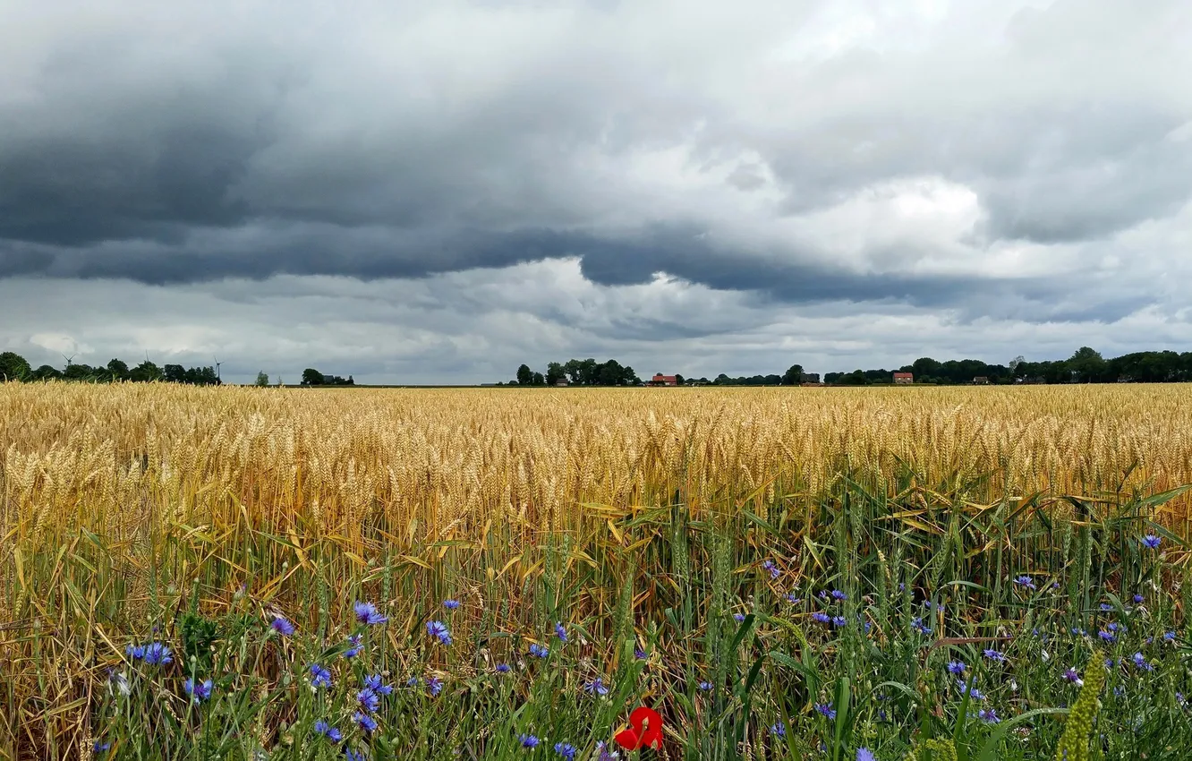 Photo wallpaper field, clouds, Maki, ears, cornflowers