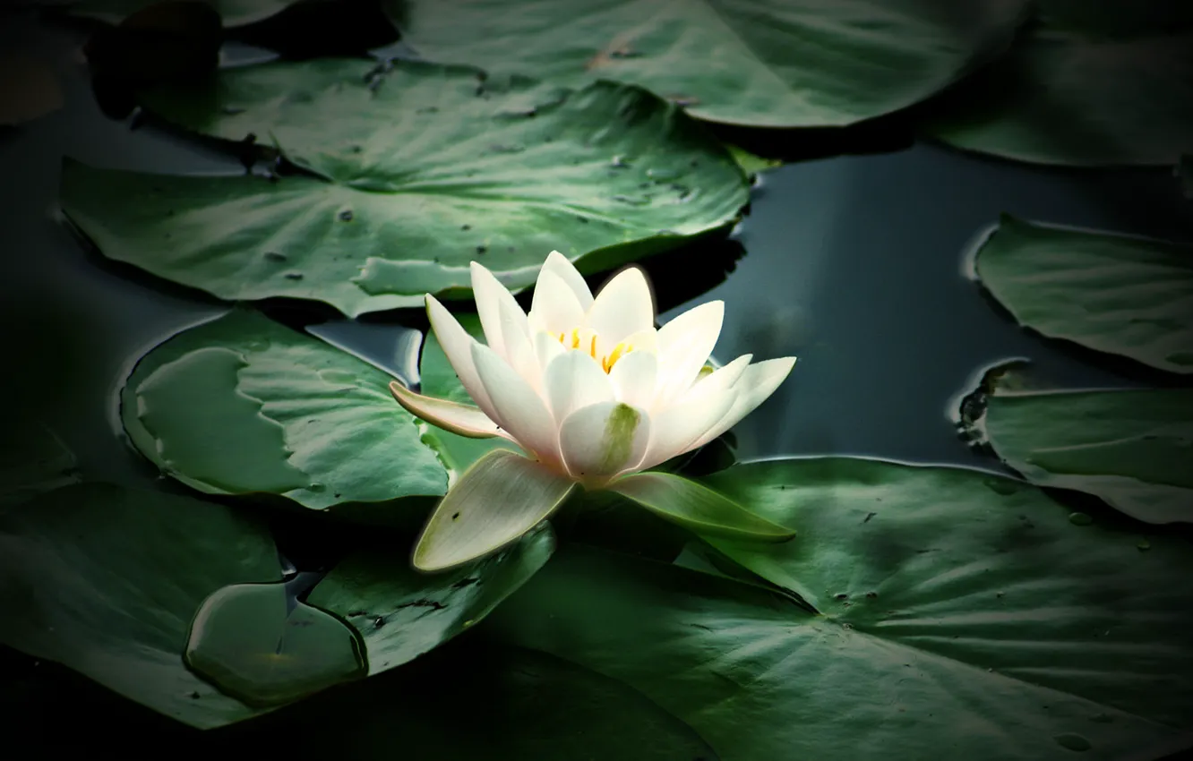 Photo wallpaper flowers, nature, plant, petals, pond, White water Lily