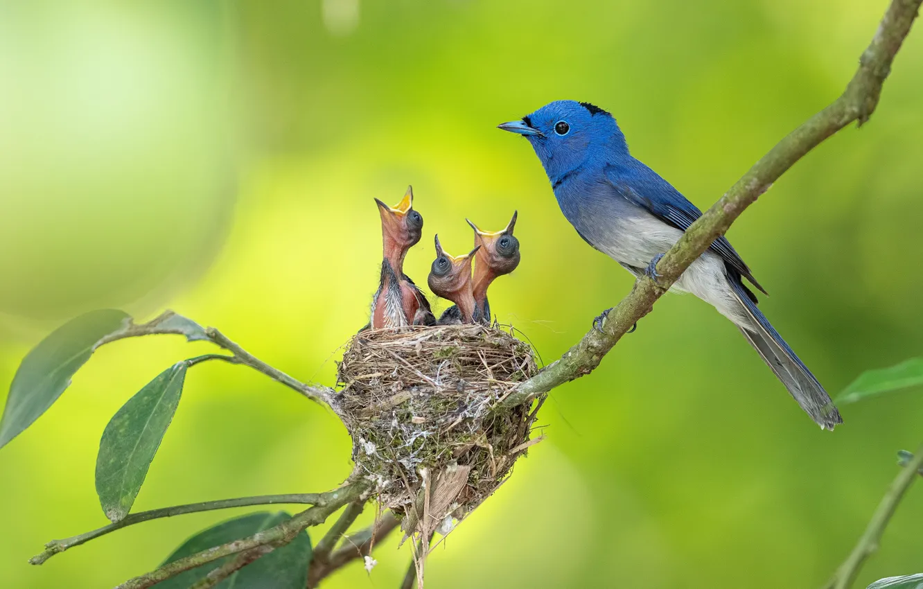 Photo wallpaper bird, socket, Chicks