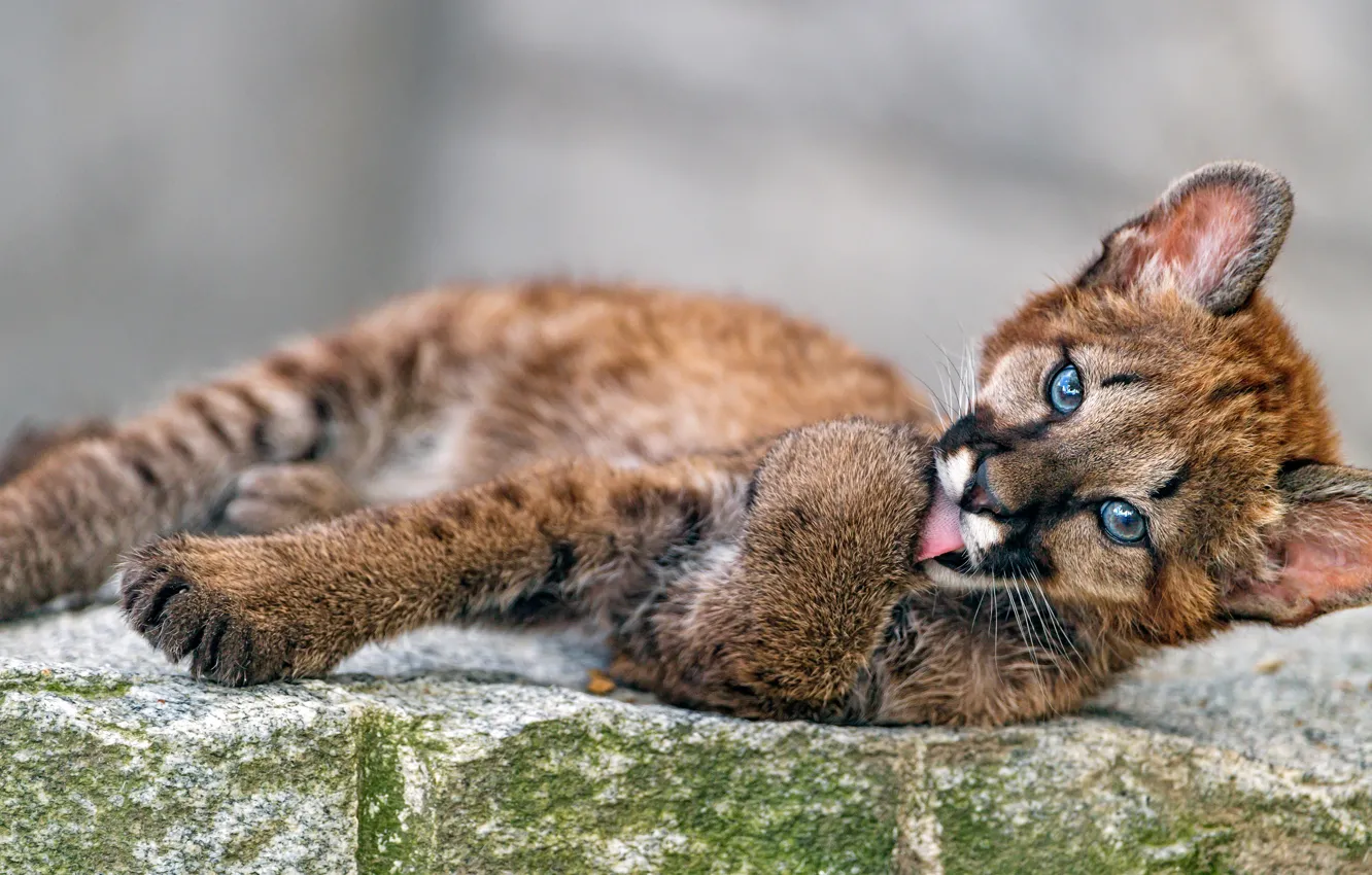Photo wallpaper language, stones, background, paws, lies, cub, Puma, wild cat