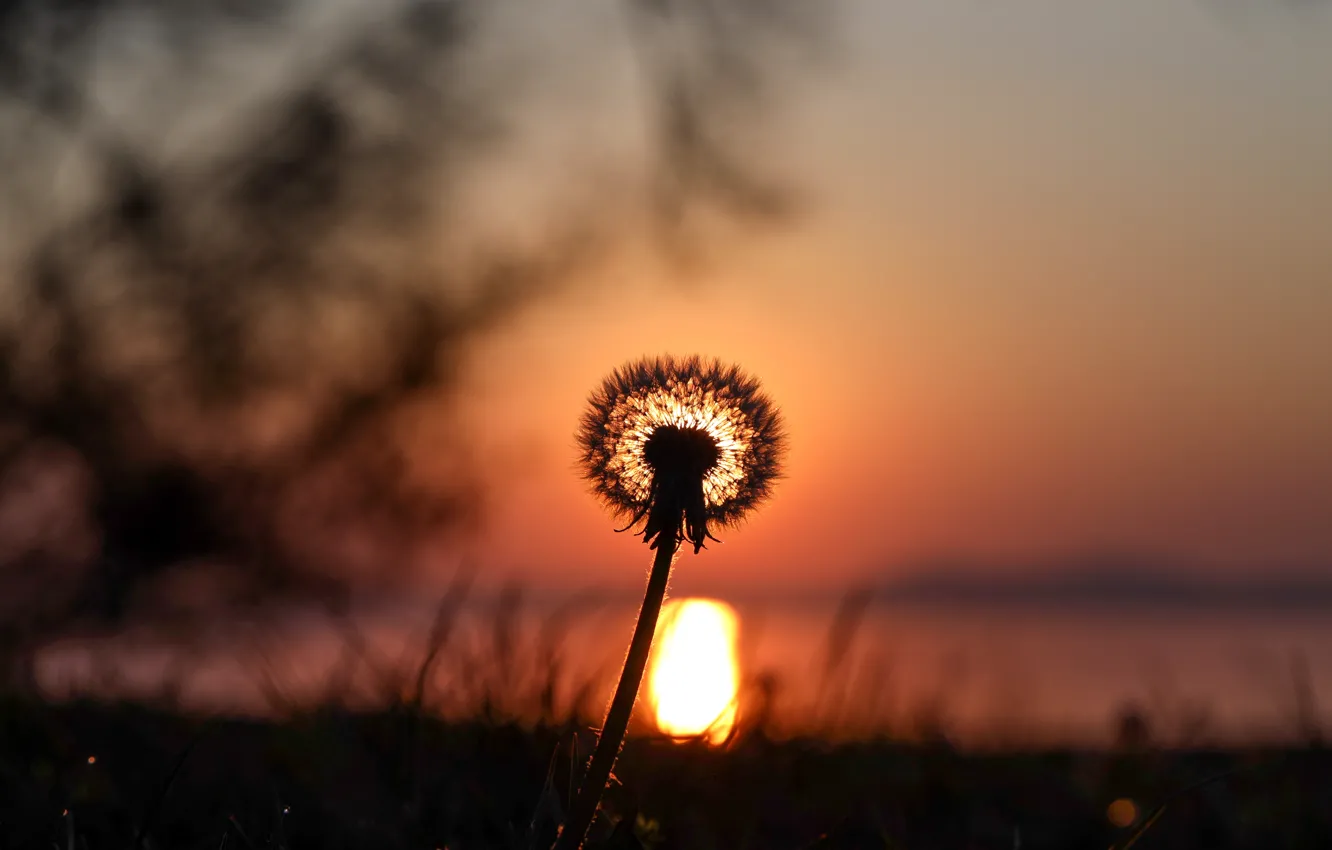Photo wallpaper dandelion, dawn, beauty