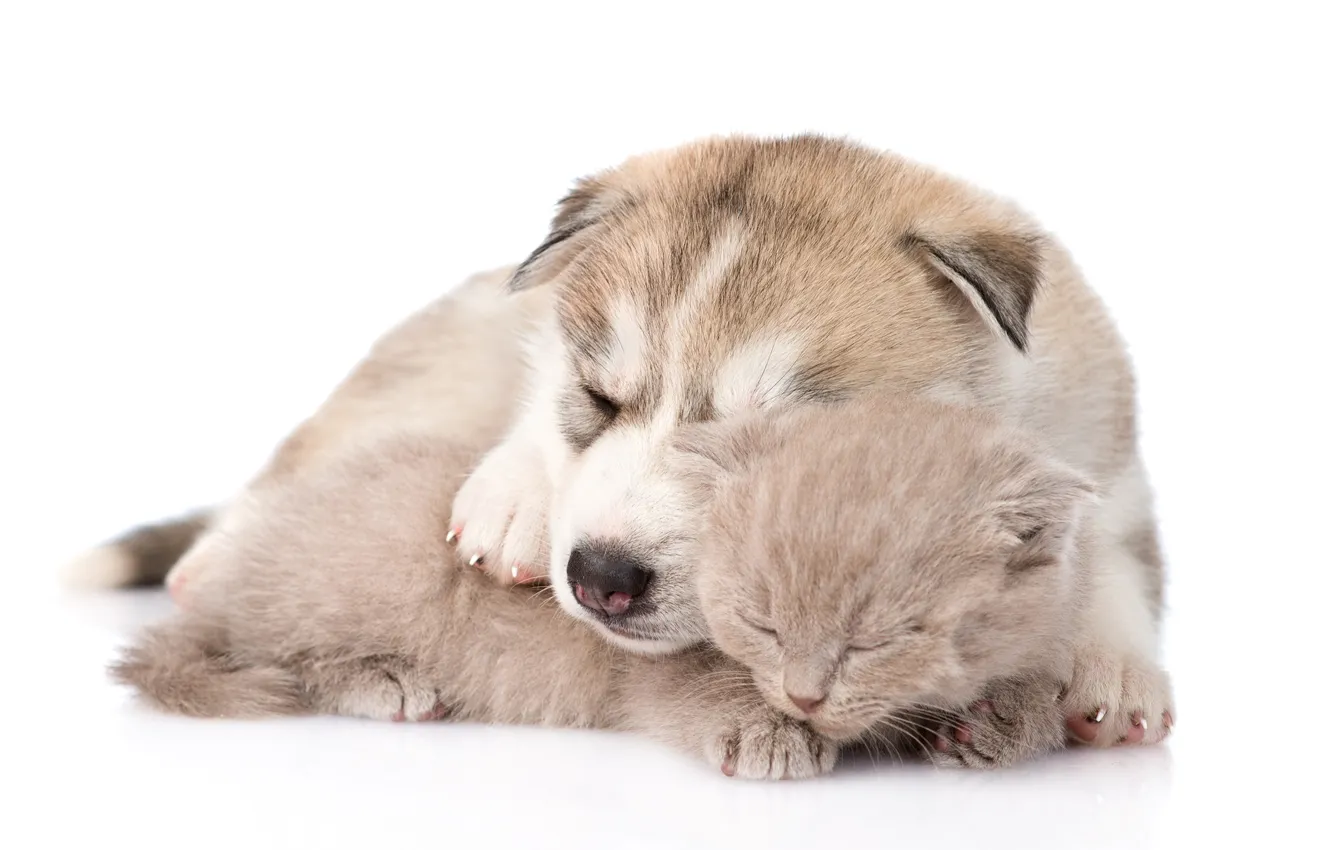 Photo wallpaper kitty, puppy, friends, husky, sleep
