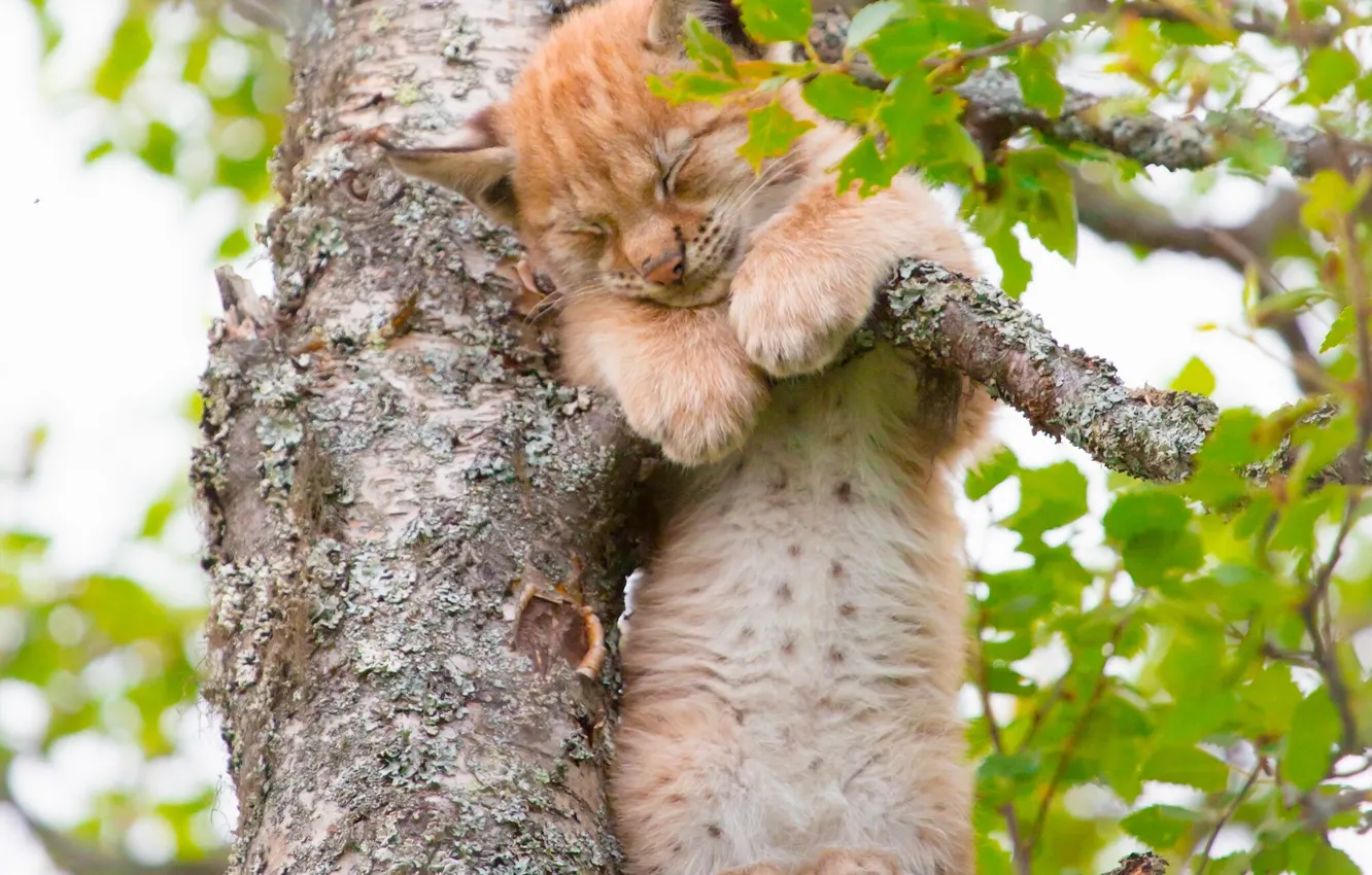 Photo wallpaper tree, sleep, baby, cub, kitty, lynx, on the tree, sleep