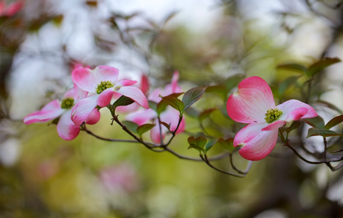 Photo wallpaper flowers, branches, flowering, dogwood