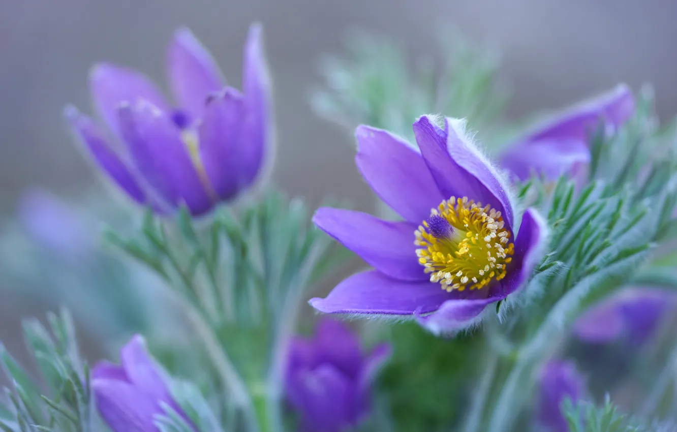 Photo wallpaper flowers, anemones, lilac