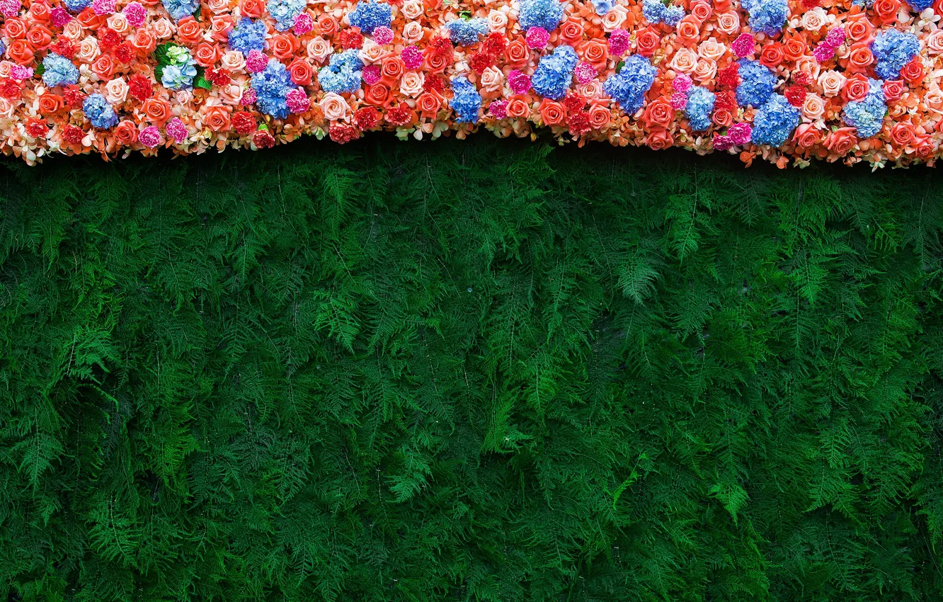 Photo wallpaper flowers, branches, background, roses, colorful, needles, flowers, roses