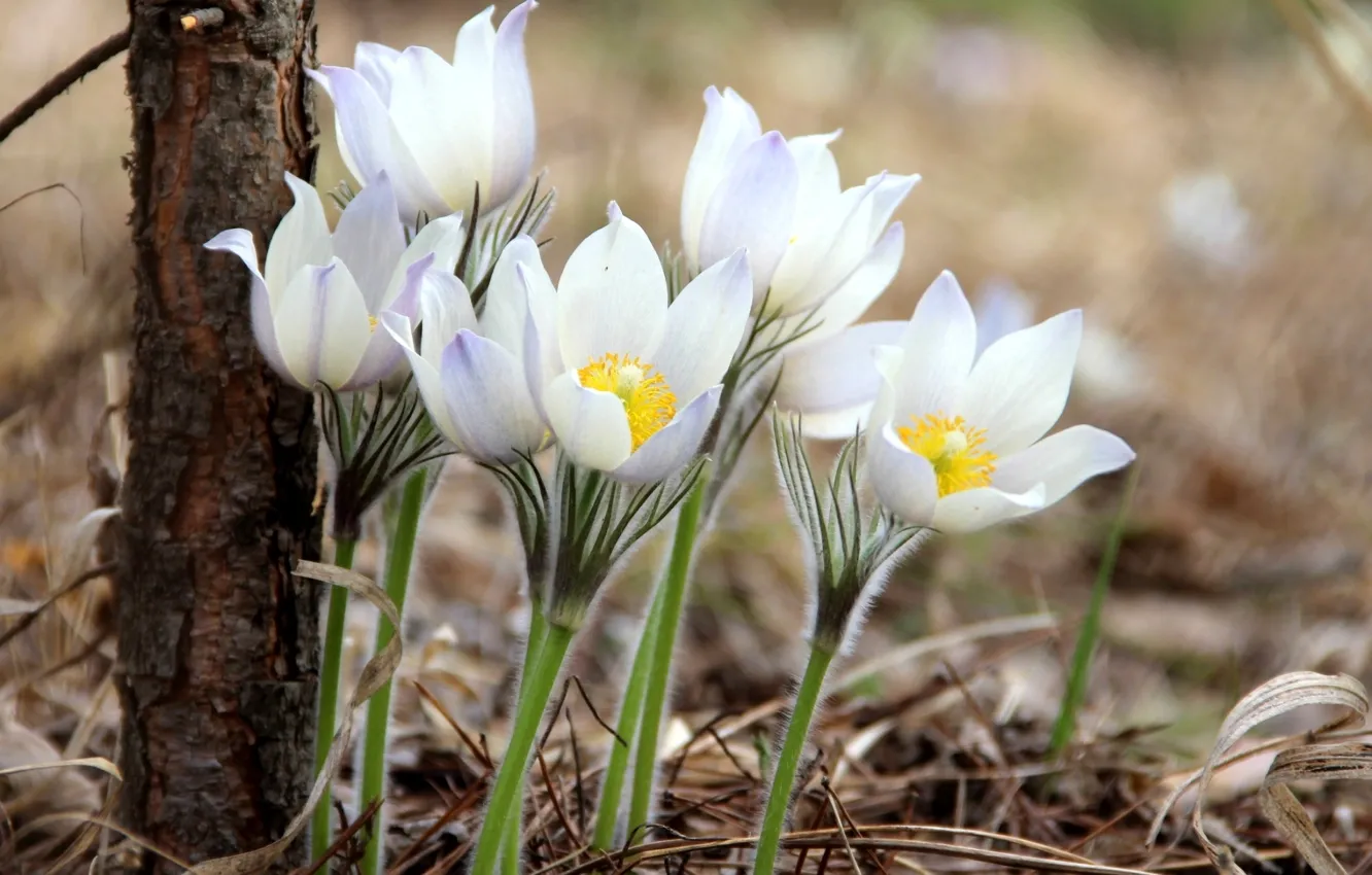 Photo wallpaper tenderness, spring, anemones, sleep-grass